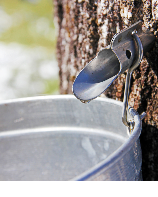 How Maple Syrup Was Discovered