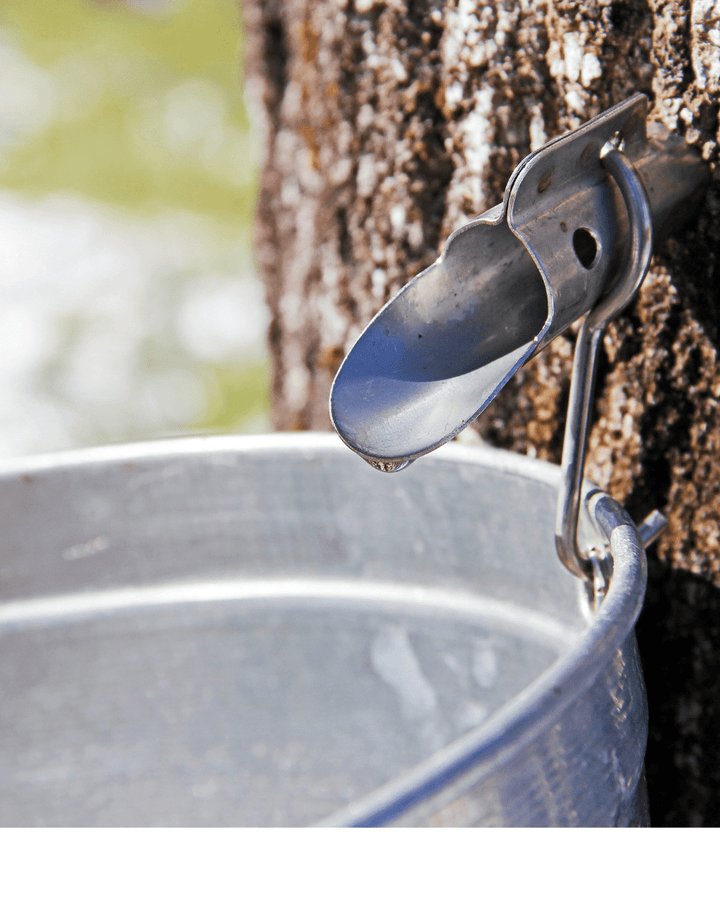 How Maple Syrup Was Discovered - The Maple Shop