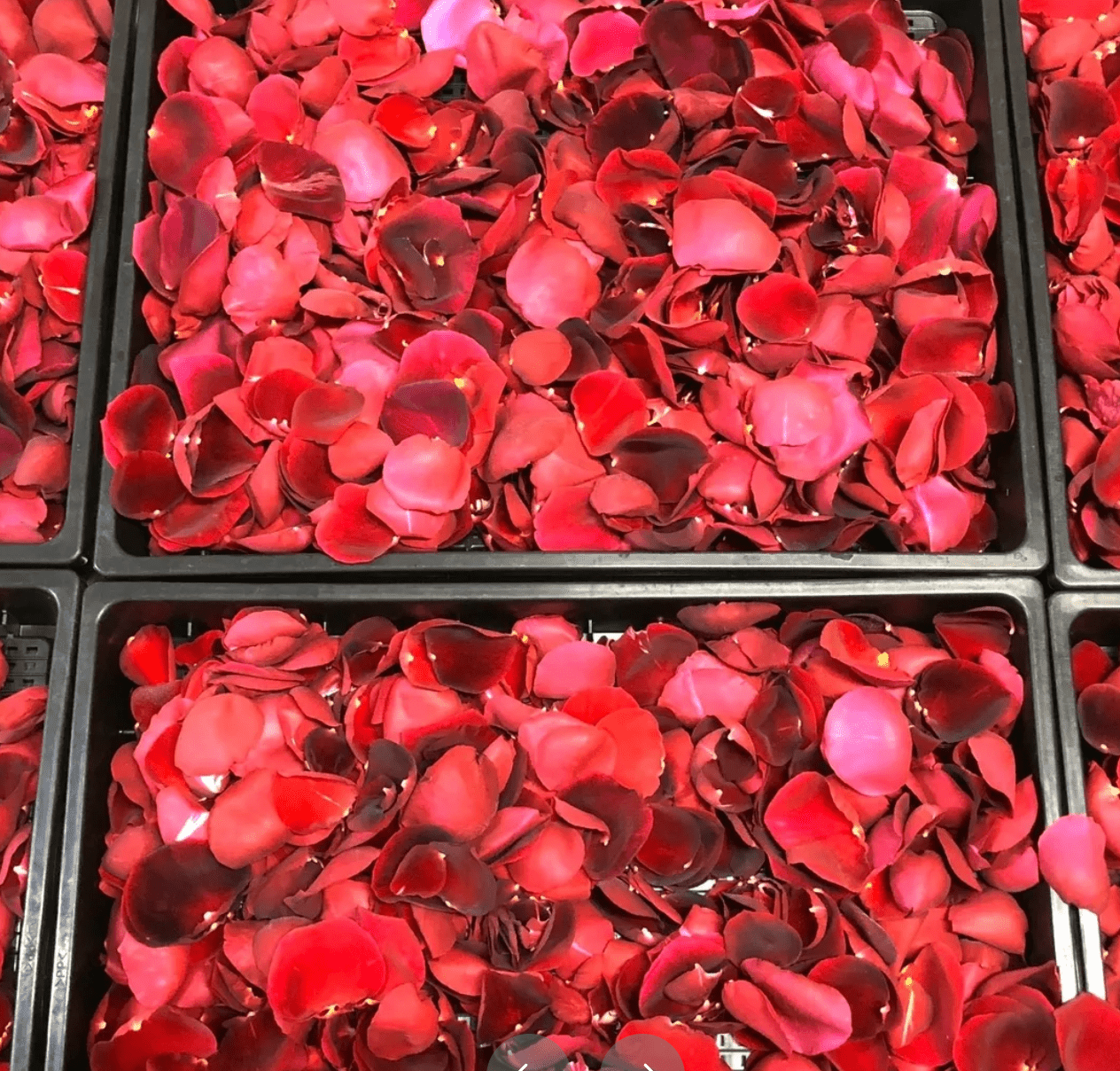 Japanese Rose Syrup - The Maple Shop